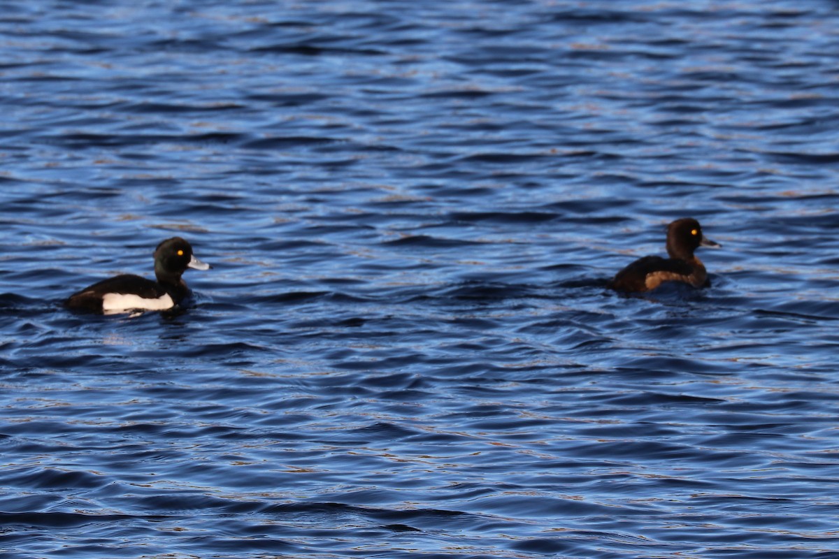 Tufted Duck - ML76765261