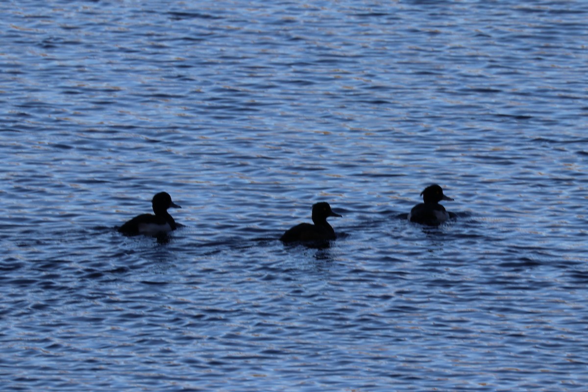 Tufted Duck - ML76765271