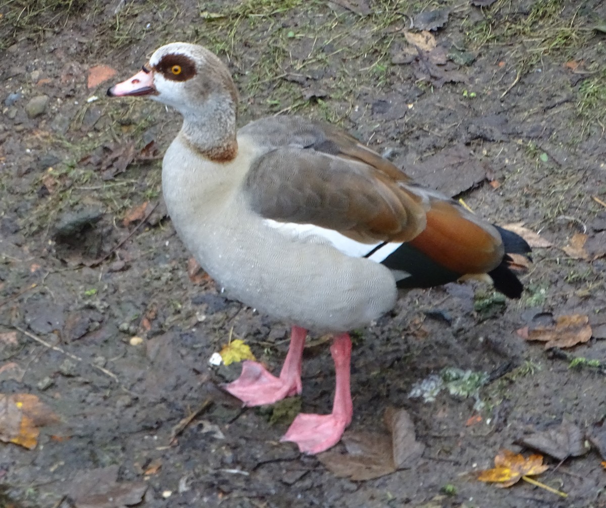 Egyptian Goose - ML76766641