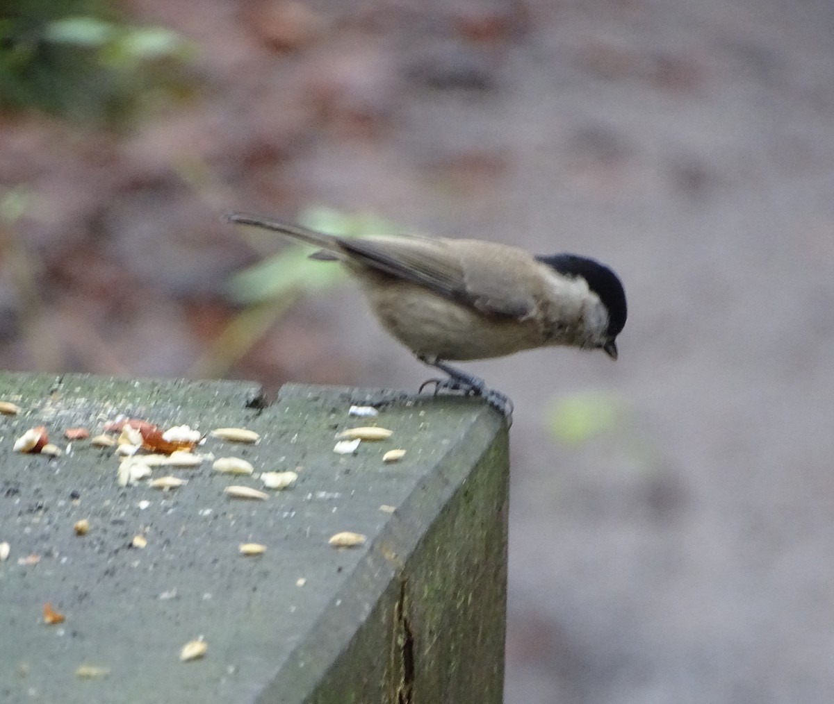 Marsh Tit - Stephen Harris