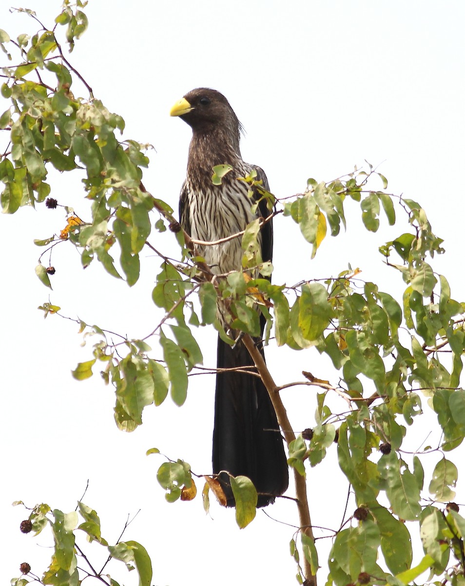 Western Plantain-eater - ML76767521