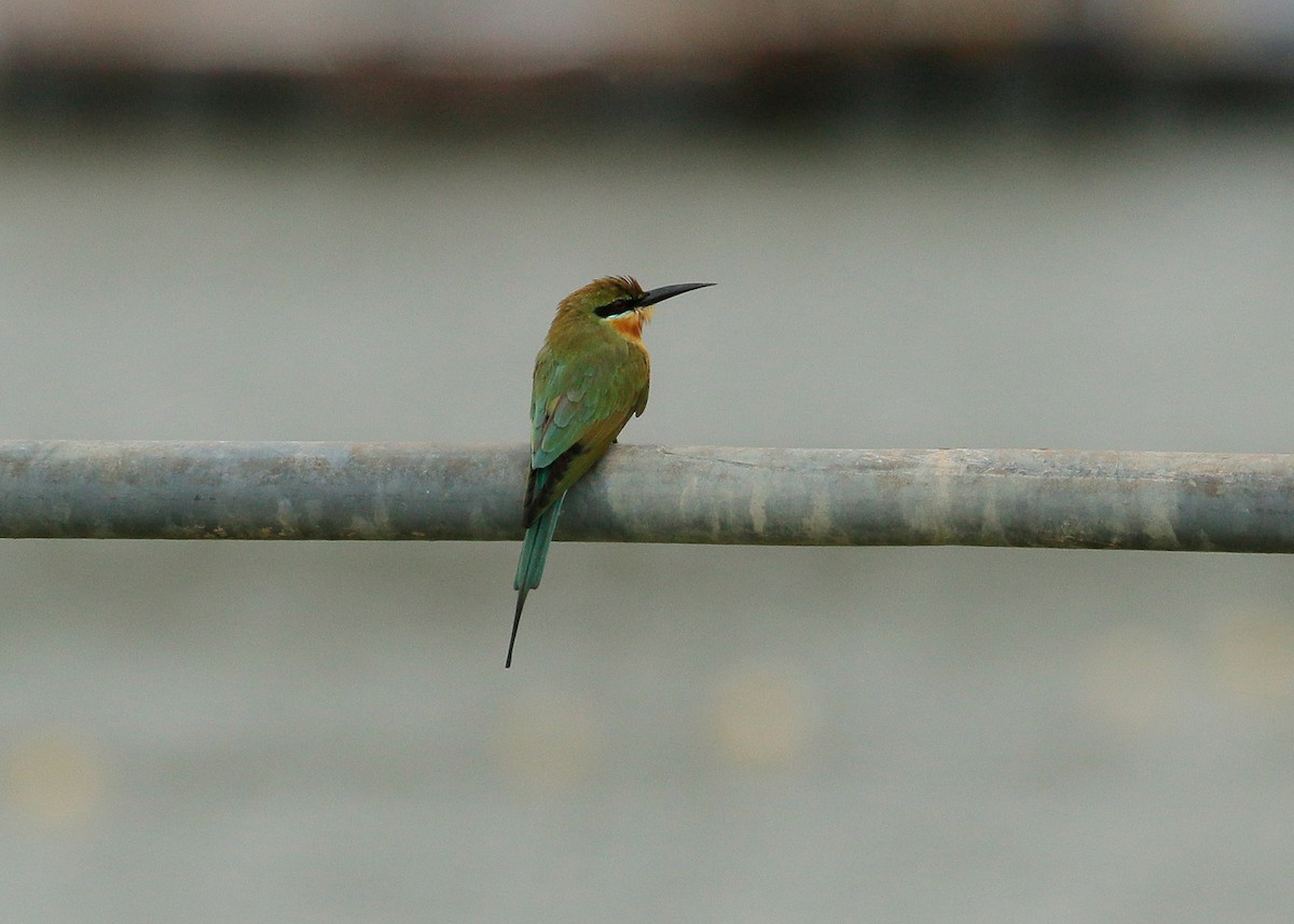 Blue-tailed Bee-eater - ML76767661