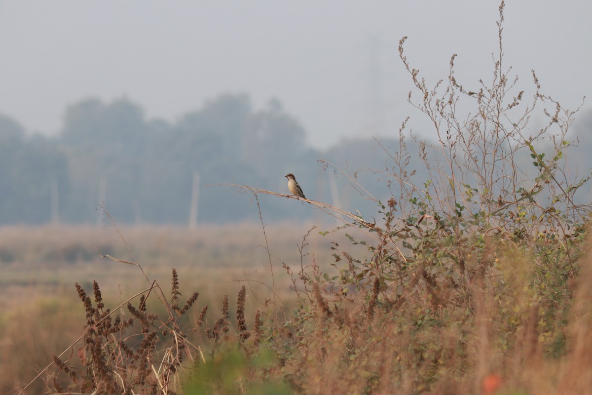 Moineau du Sind - ML76767711