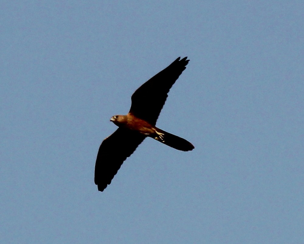 Fox Kestrel - Jason Leifester