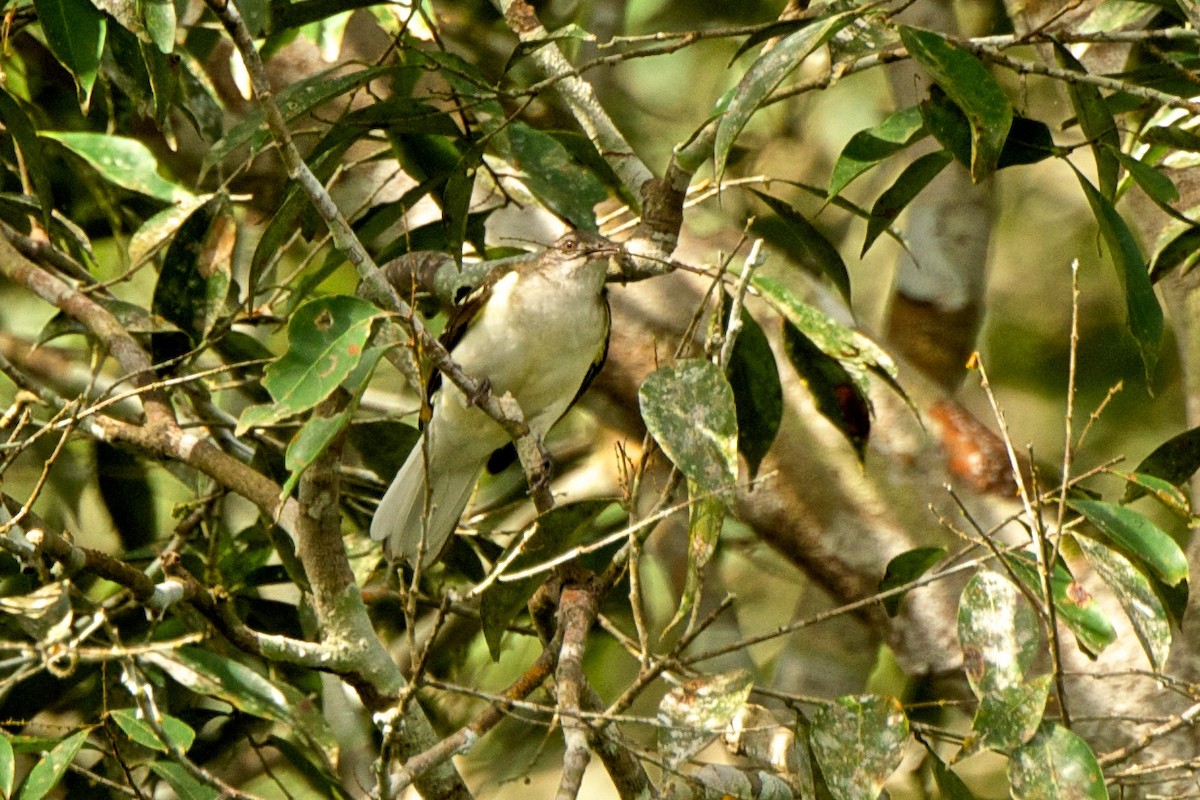 Spotted Greenbul - ML76769091