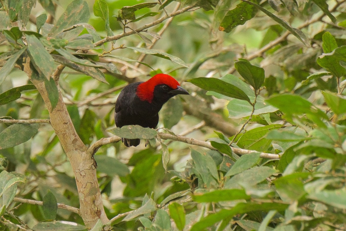 Red-headed Malimbe - Marilyn Henry