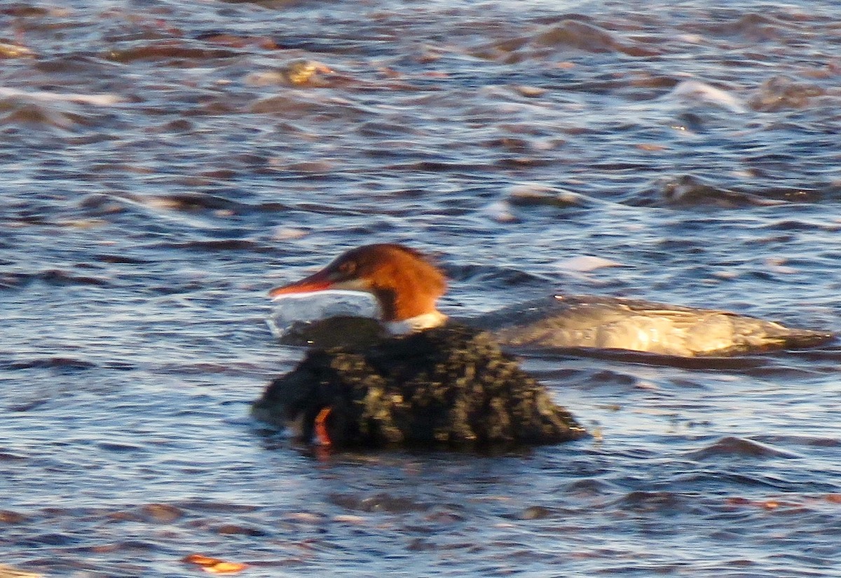 Common Merganser - ML76770381