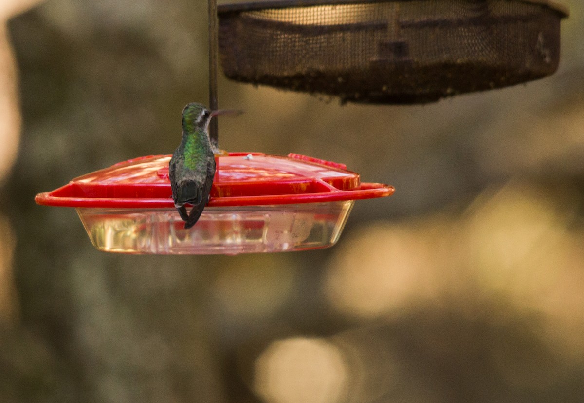 Colibrí Piquiancho Común - ML76771741