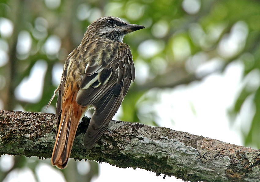 Sulphur-bellied Flycatcher - ML76773281