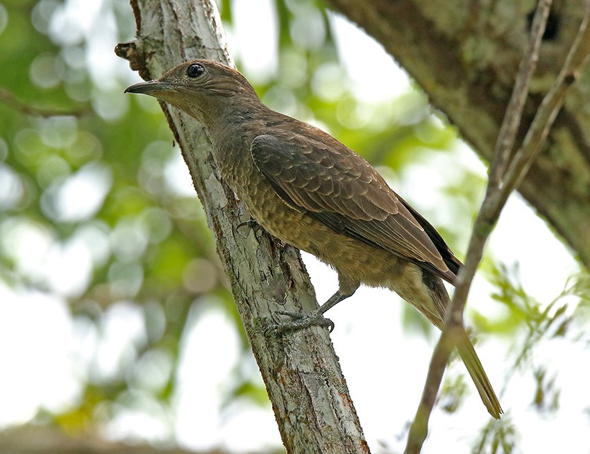 Cotinga de Cayenne - ML76773351