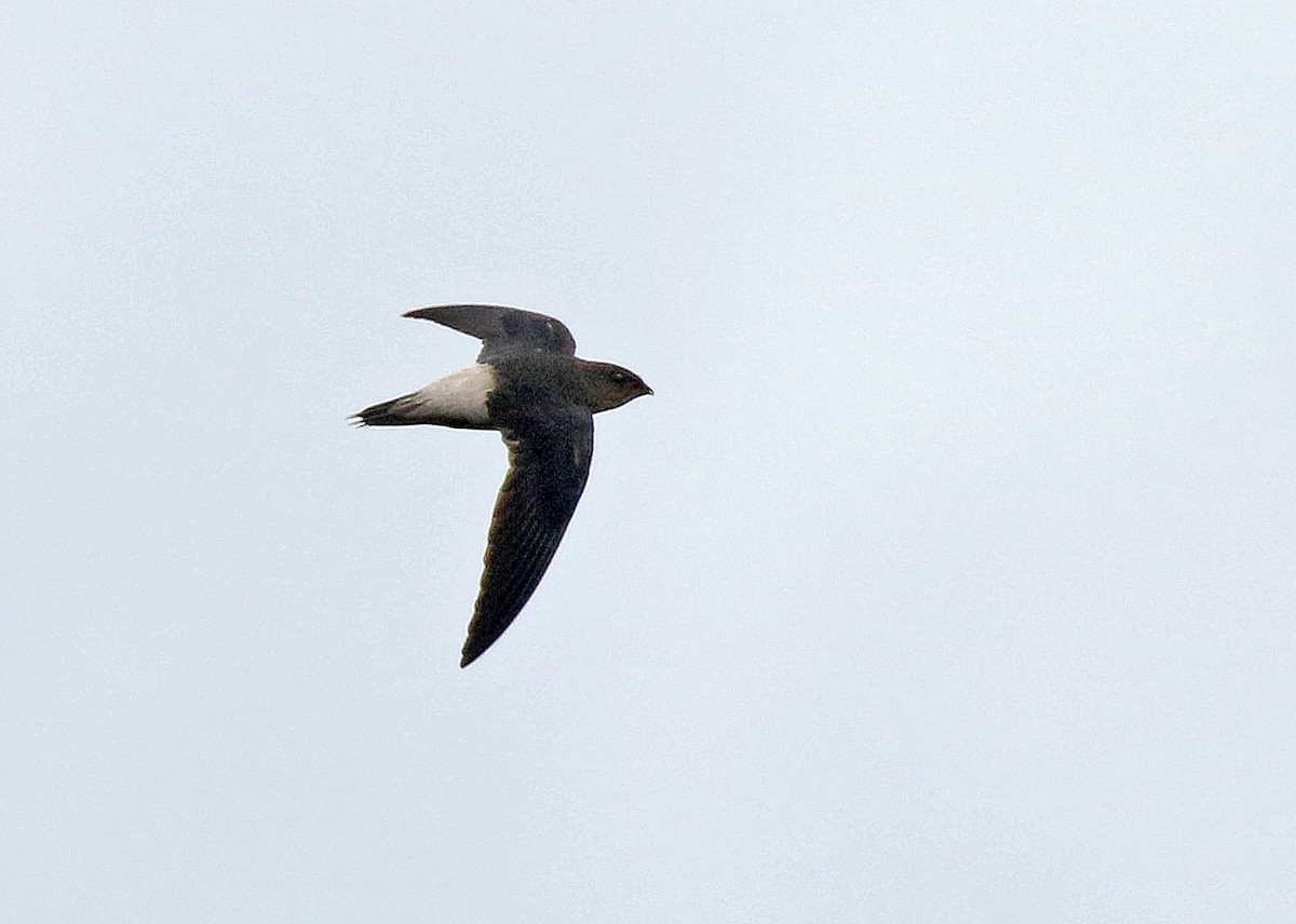 Pale-rumped Swift - Roger Ahlman
