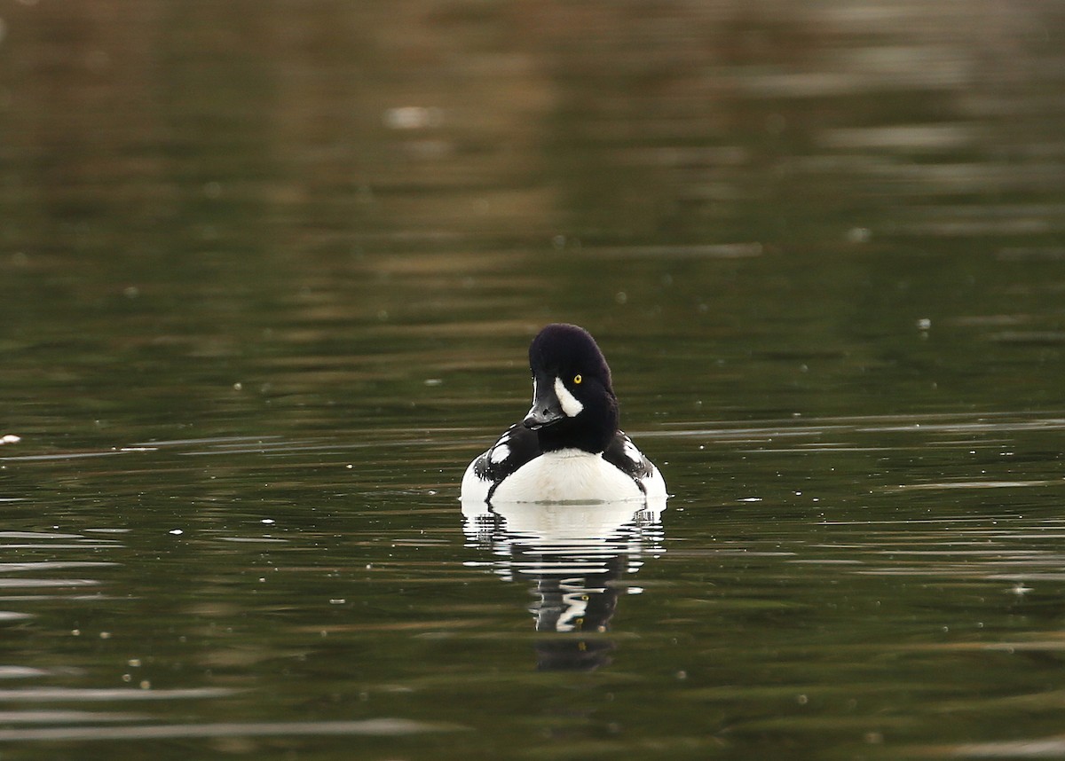 Barrow's Goldeneye - Tim Lenz