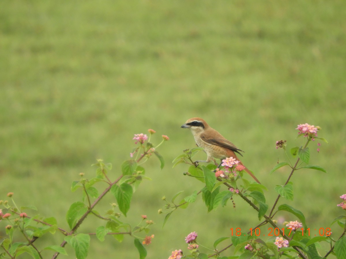 Brown Shrike - ML76775381