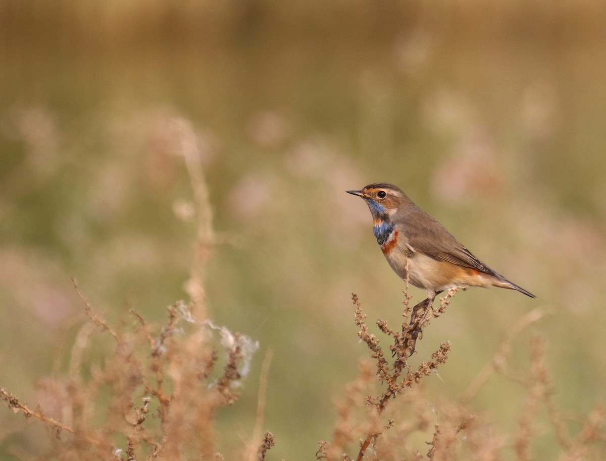 Bluethroat - Bassel Abi Jummaa