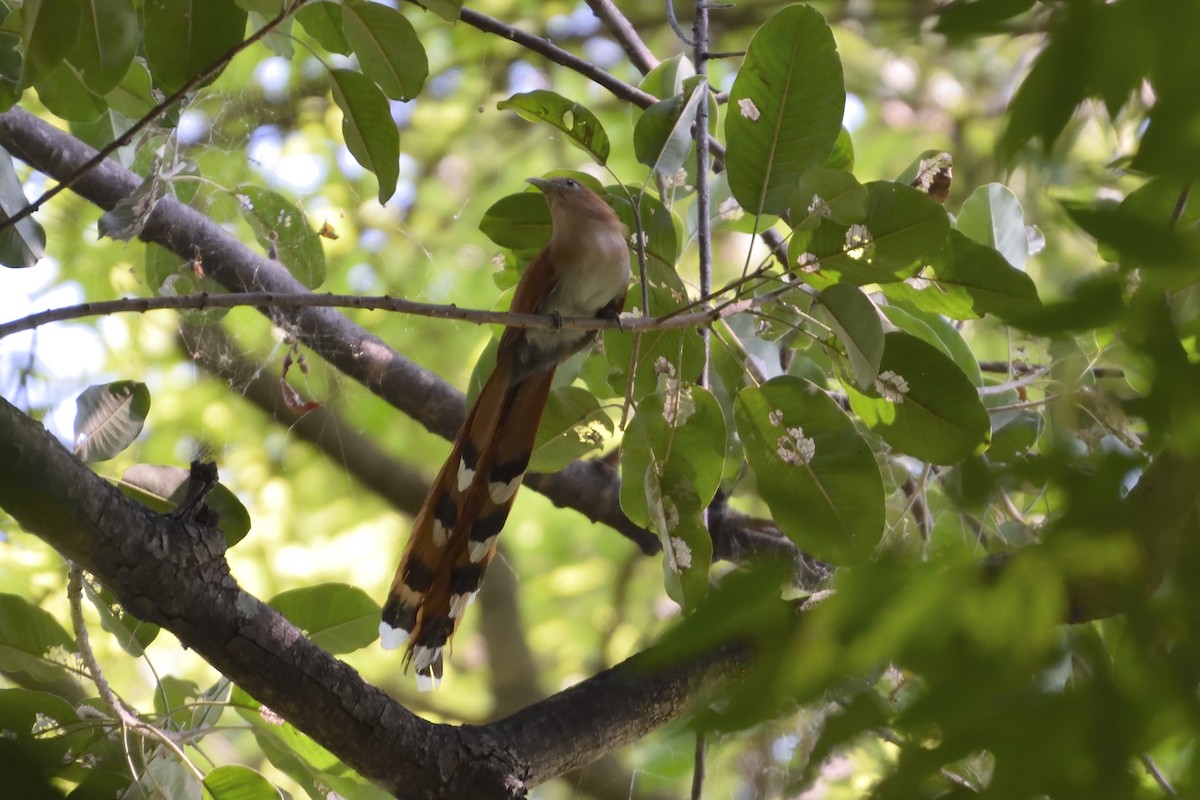 Squirrel Cuckoo - Ricardo Arredondo