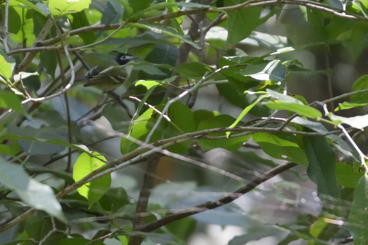 Black-capped Vireo - ML76777791