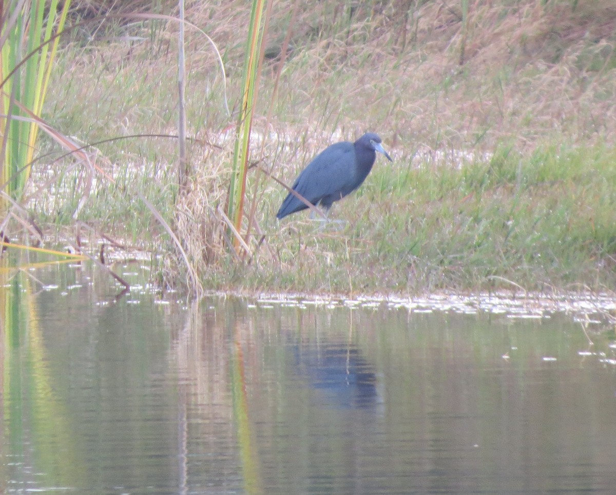 Little Blue Heron - ML76779971