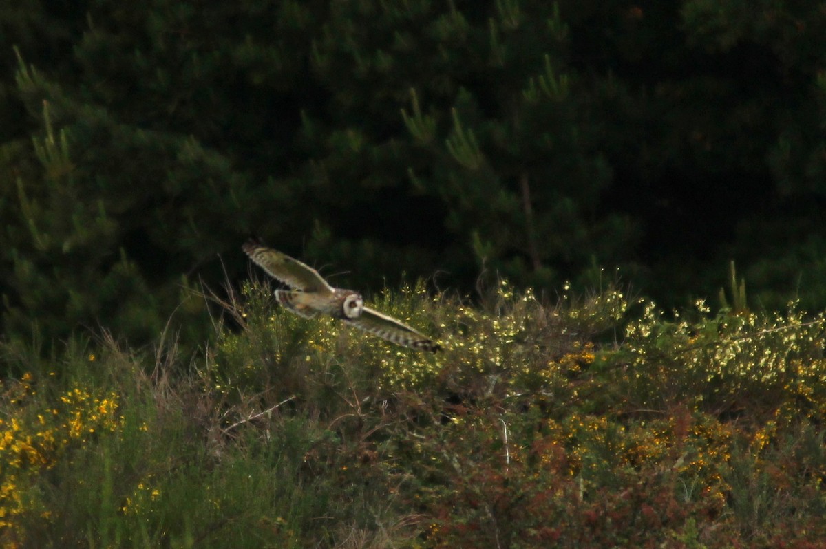 Short-eared Owl - ML76780901