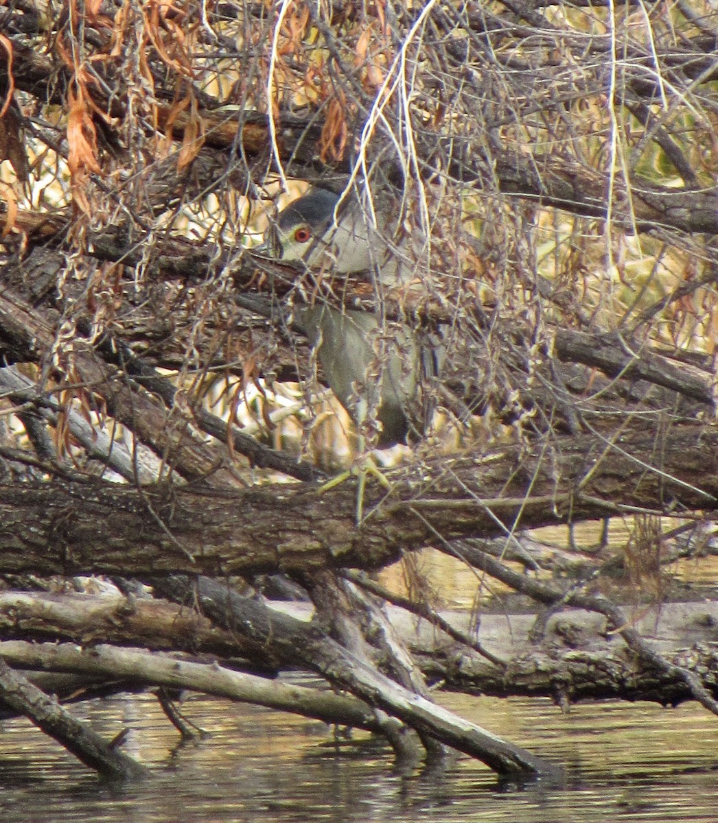 Black-crowned Night Heron - ML76781721