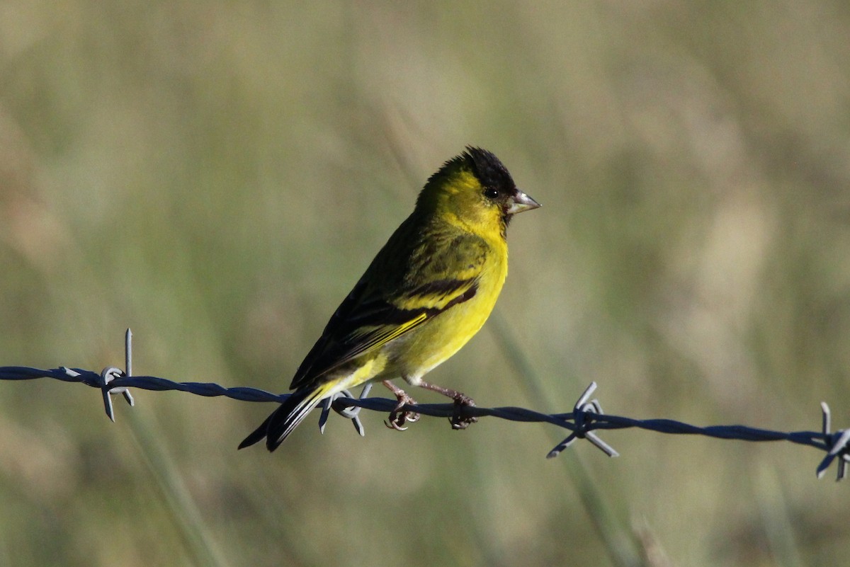 Black-chinned Siskin - ML76781761