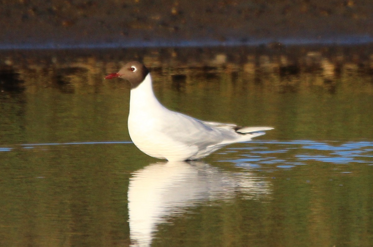 Brown-hooded Gull - Michael Weymann