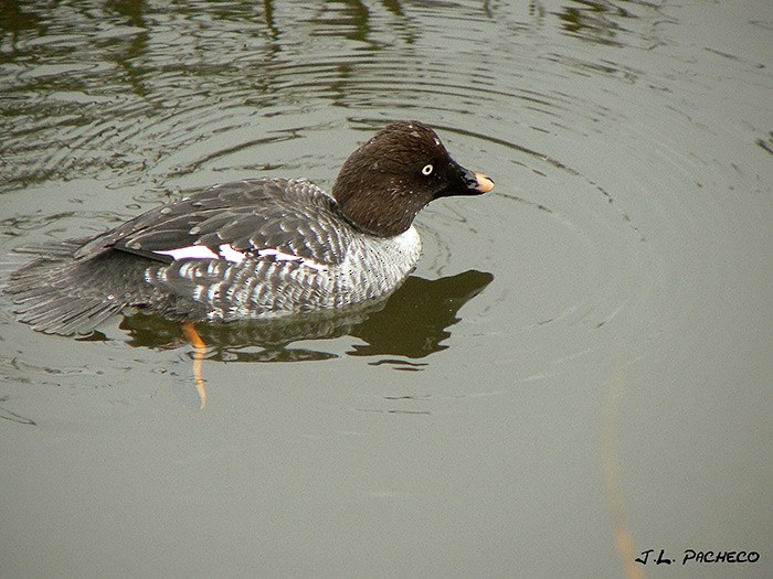 Common Goldeneye - ML76782951