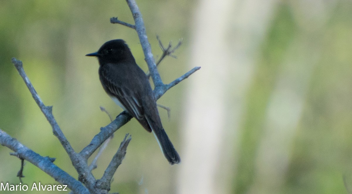 Black Phoebe - ML76783481