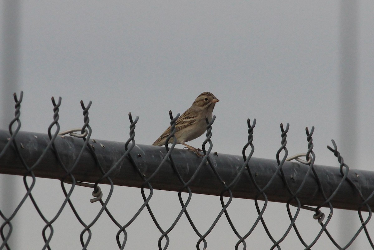 Clay-colored Sparrow - ML76784021