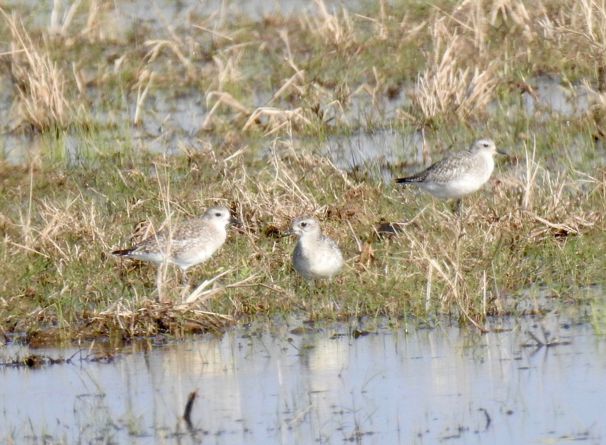 Black-bellied Plover - Van Remsen