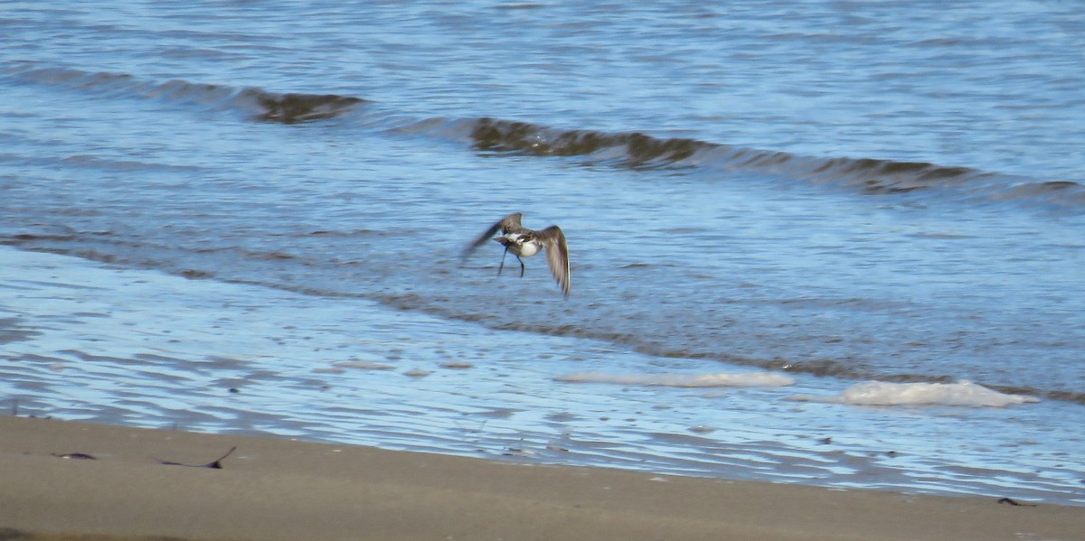 Weißbürzel-Strandläufer - ML76785511