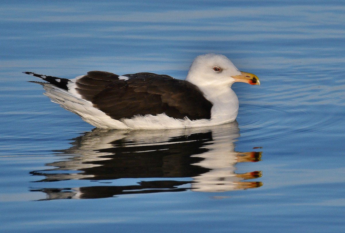 Great Black-backed Gull - André Lanouette