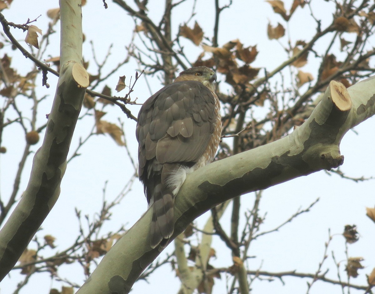 Cooper's Hawk - ML76788961