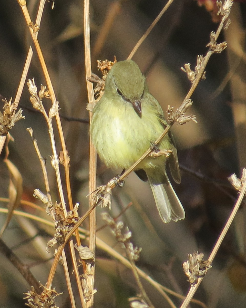 Hammond's Flycatcher - ML76789281