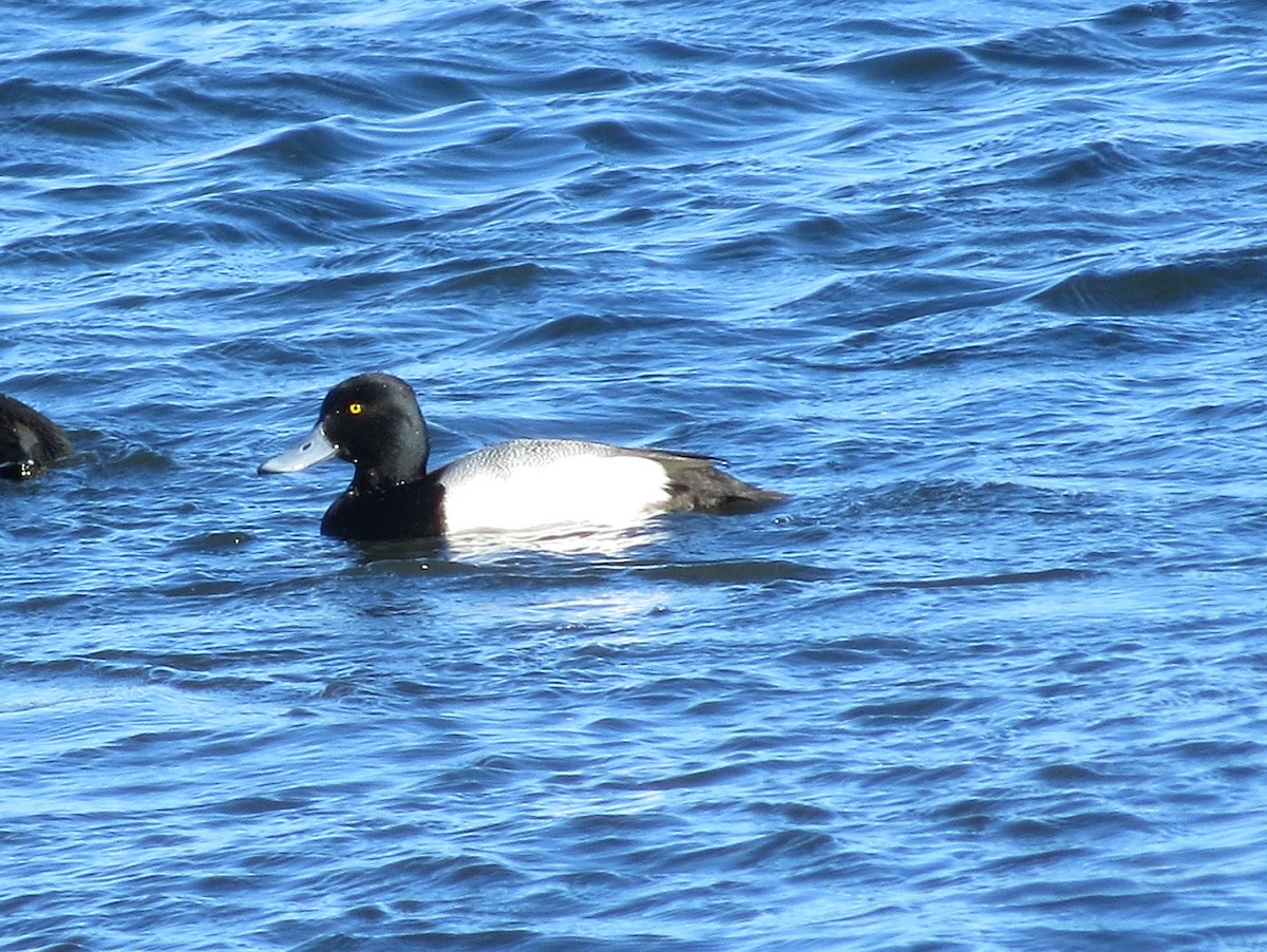 Lesser Scaup - Charles Henrikson