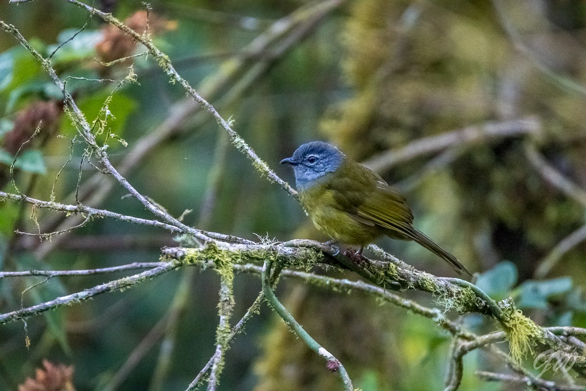 Bulbul à tête sombre - ML76790111