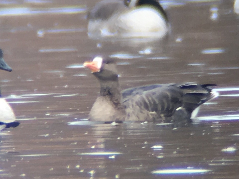 Greater White-fronted Goose - ML76791731