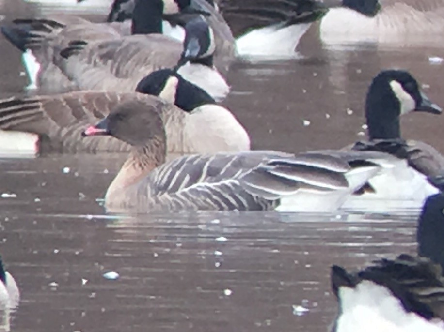 Pink-footed Goose - ML76791781