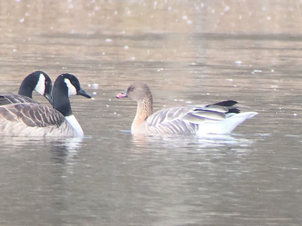 Pink-footed Goose - ML76791801