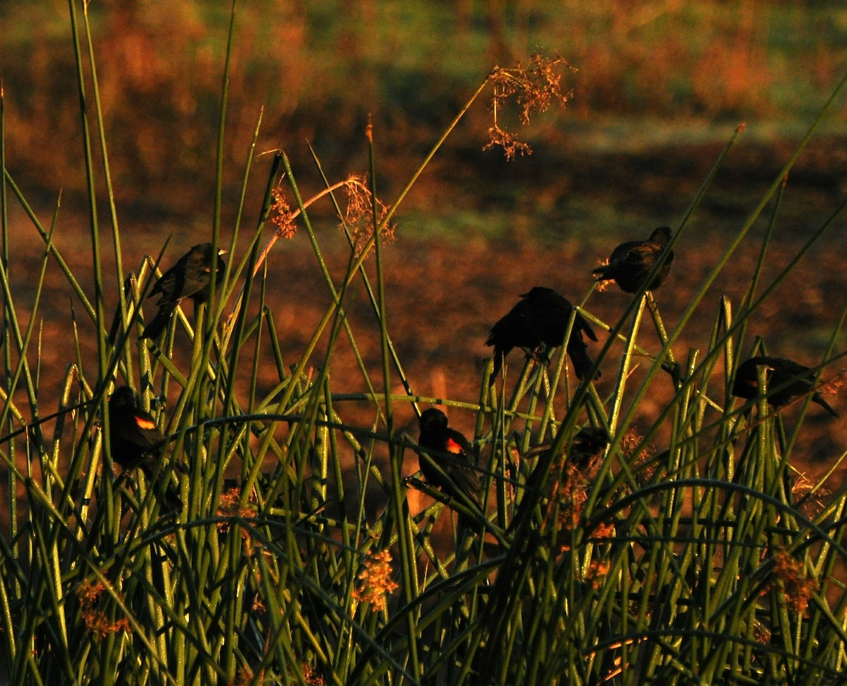 Red-winged Blackbird (Red-winged) - ML76793831