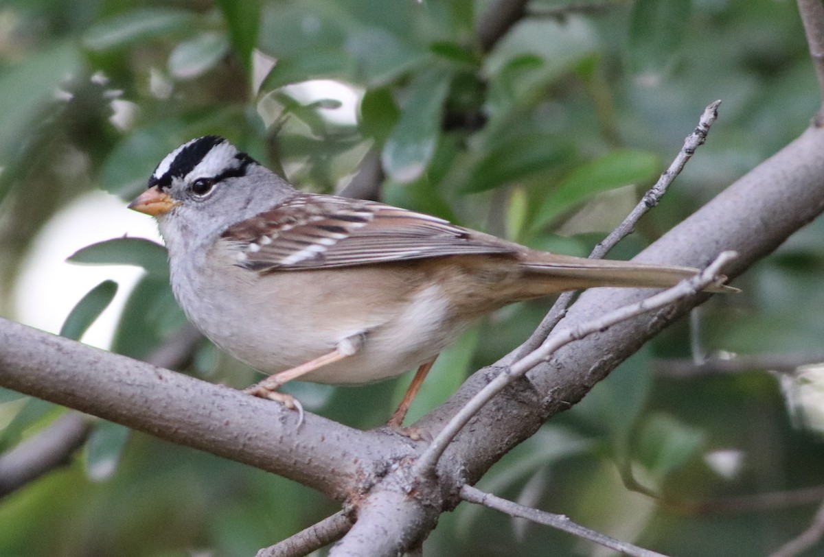 White-crowned Sparrow - ML76793841