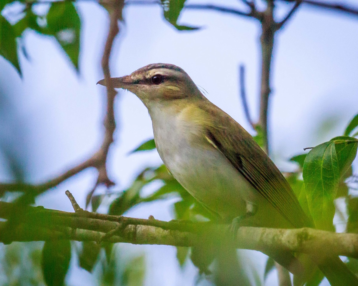 Red-eyed Vireo - Ray Steelman