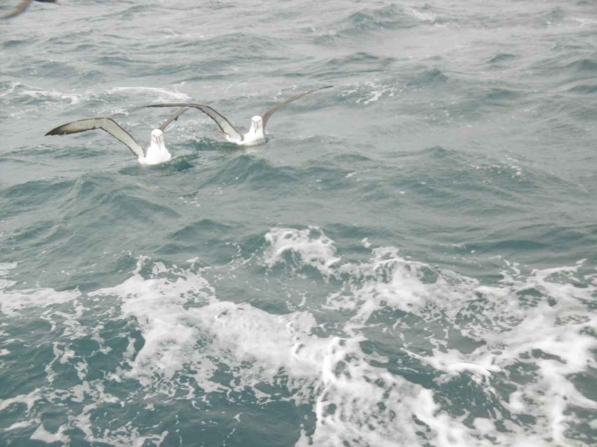 Albatros à cape blanche - ML76796741
