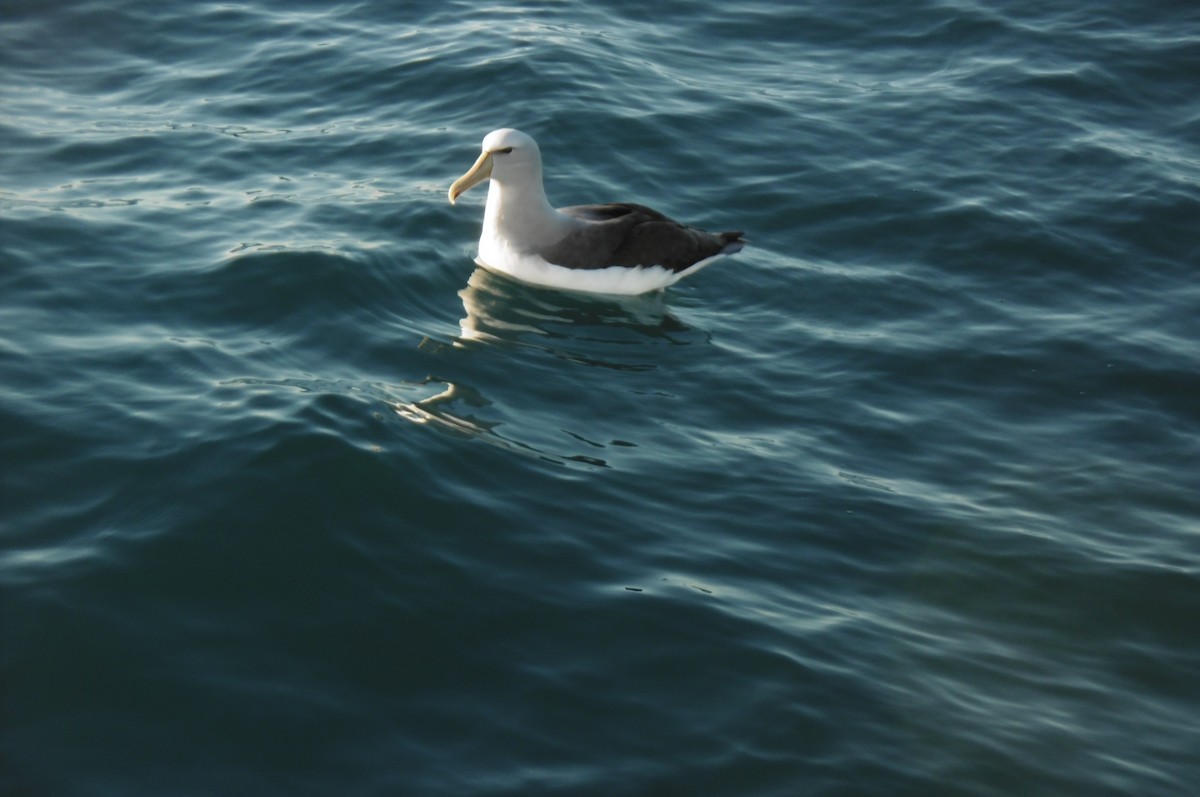 White-capped Albatross - ML76797091