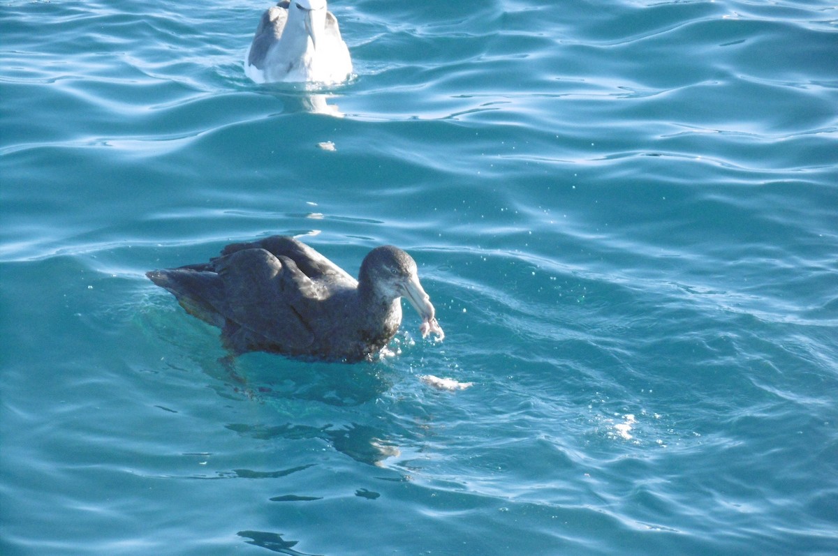 Northern Giant-Petrel - ML76797311