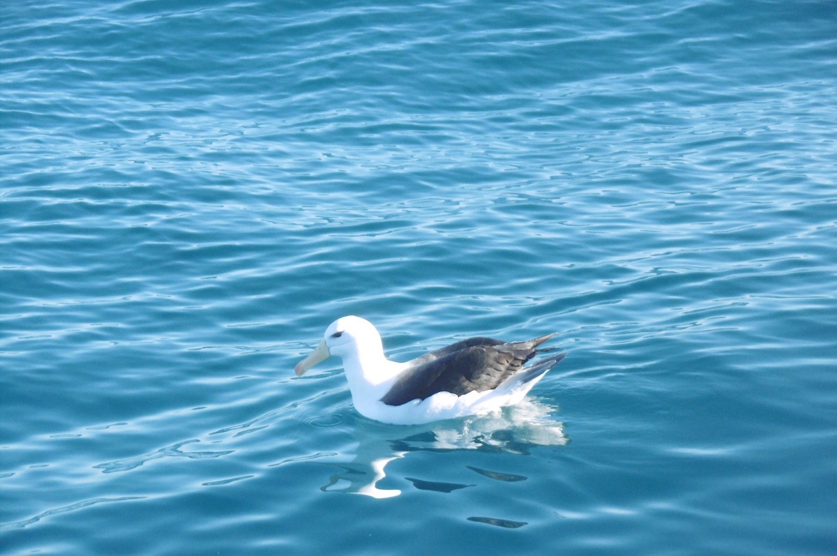 albatros černobrvý - ML76797541