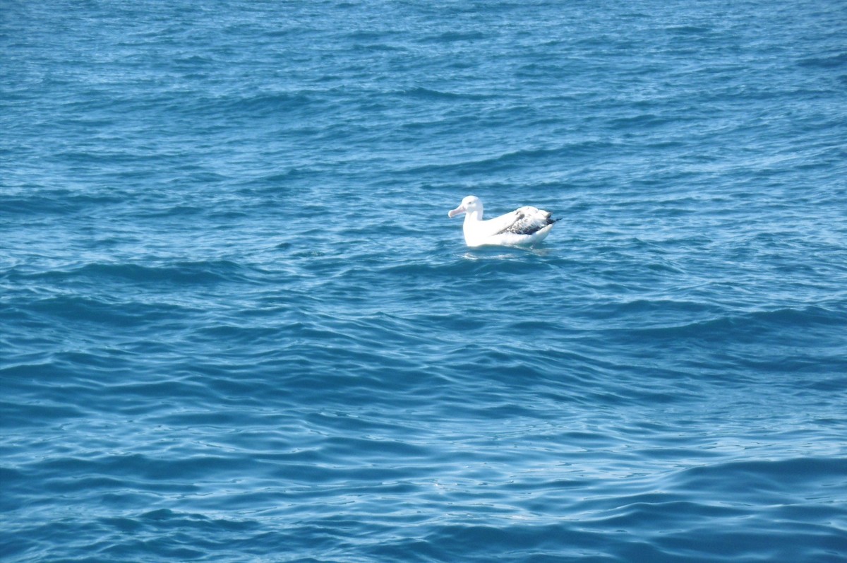 Albatros hurleur, A. de Tristan da Cunha ou A. des Antipodes - ML76797611