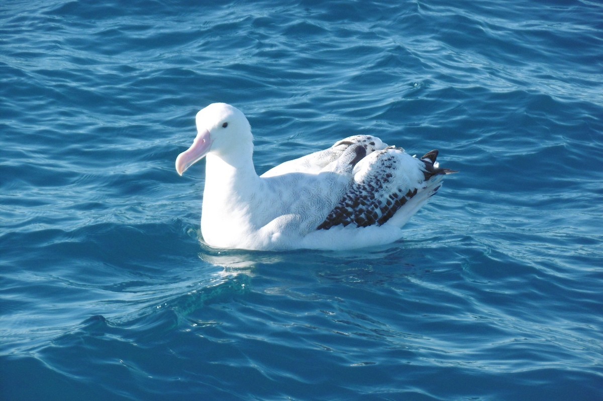 albatros stěhovavý/tristanský/jižní - ML76797731