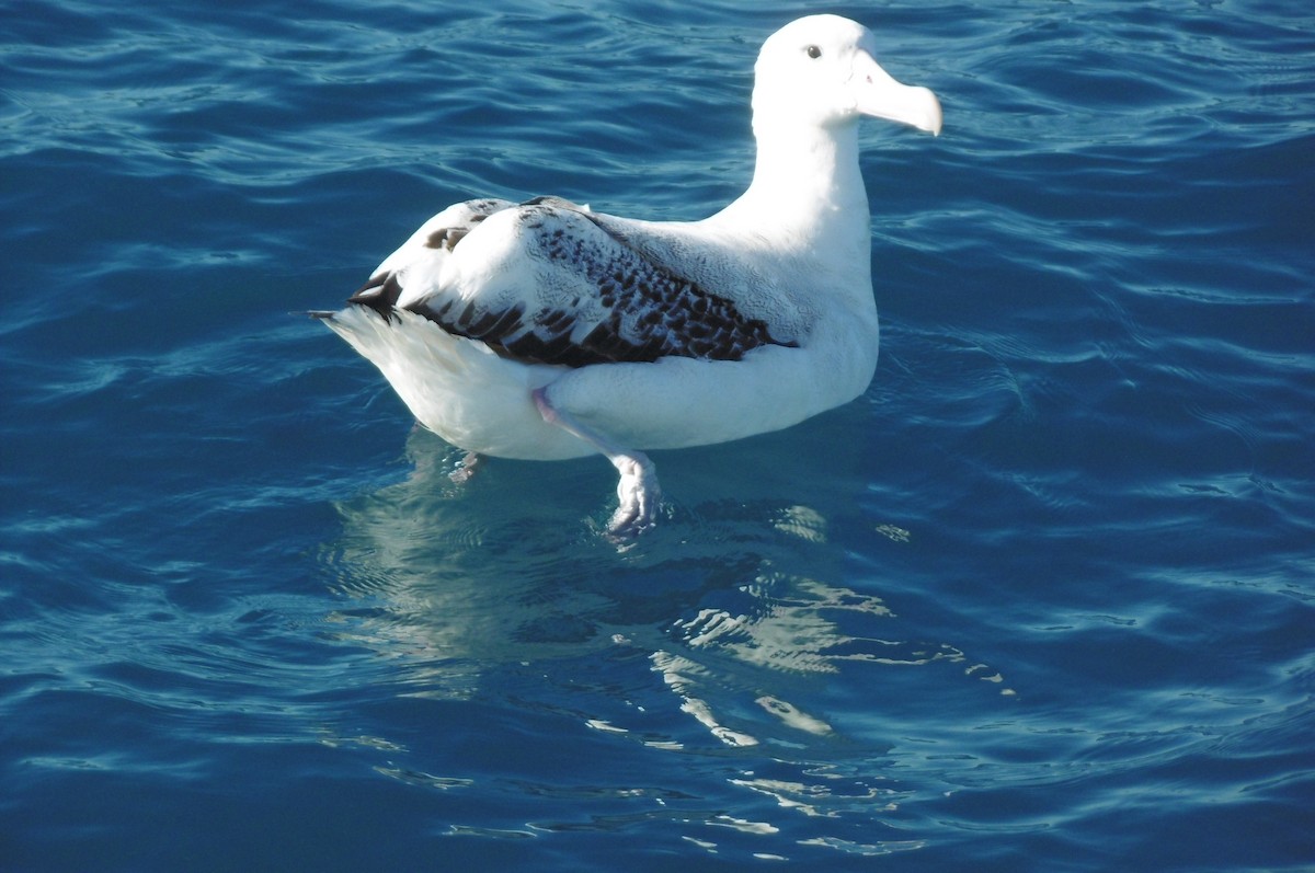 Albatros hurleur, A. de Tristan da Cunha ou A. des Antipodes - ML76797841