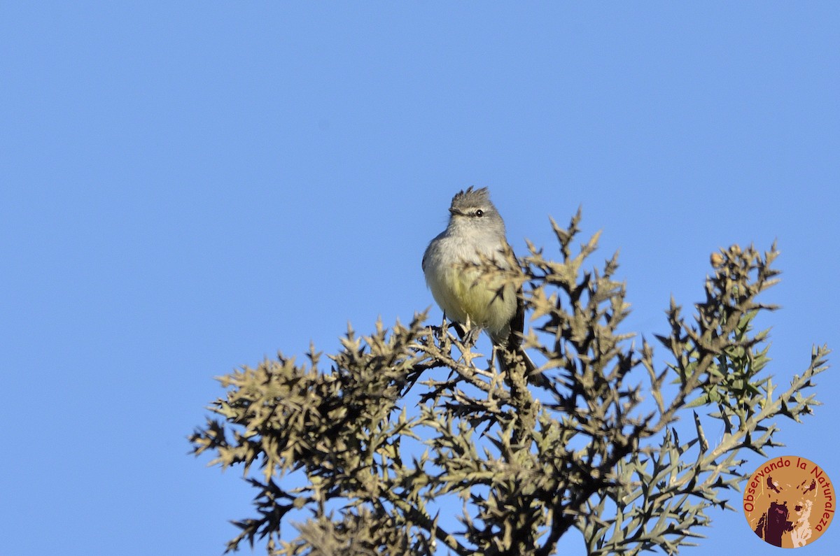 White-crested Tyrannulet (Sulphur-bellied) - Nahuel Melisa Aguirre Gago