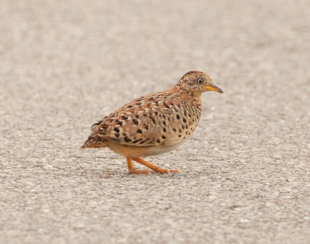 Yellow-legged Buttonquail - ML76798411